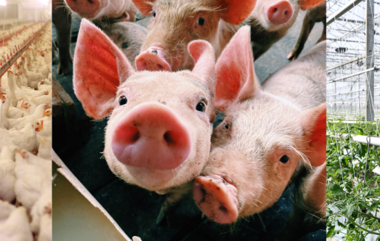 Poultry, Pigs, Horticulture