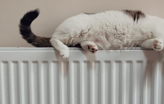 Cat sleeping on top of a radiator Cat sleeping on top of a radiator