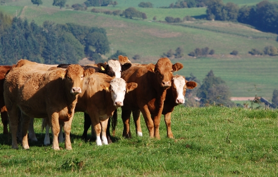 A herd of cows stood in a field in the English countryside. A herd of cows stood in a field in the English countryside.