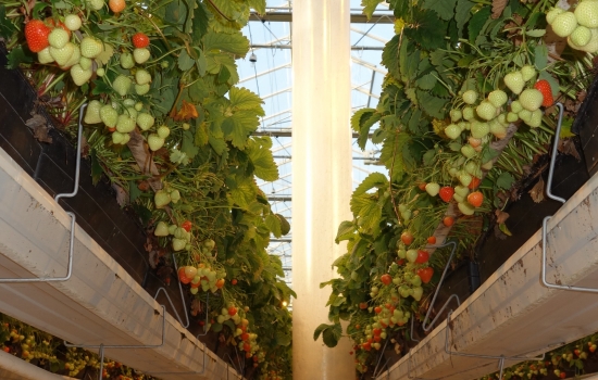 Strawberries growing in a greenhouse with a vertical fan Strawberries growing in a greenhouse with a vertical fan