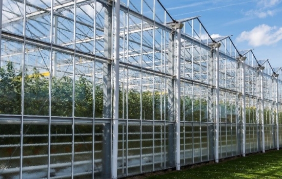 The outside of a large greenhouse growing tomatoes with blue sky behind The outside of a large greenhouse growing tomatoes with blue sky behind