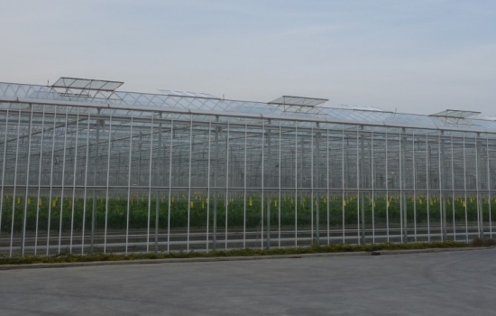 A greenhouse with its roof vents open A greenhouse with its roof vents open