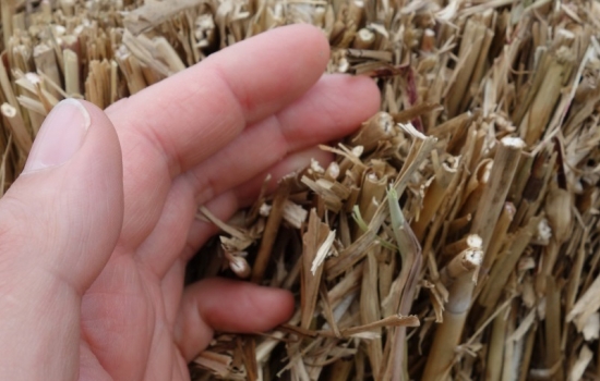 Straw bale with a hand holding some bits of straw Straw bale with a hand holding some bits of straw