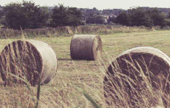 Round hay bales in a field Round hay bales in a field