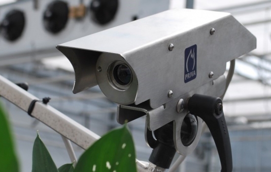 Camera in a greenhouse with green leaves Camera in a greenhouse with green leaves