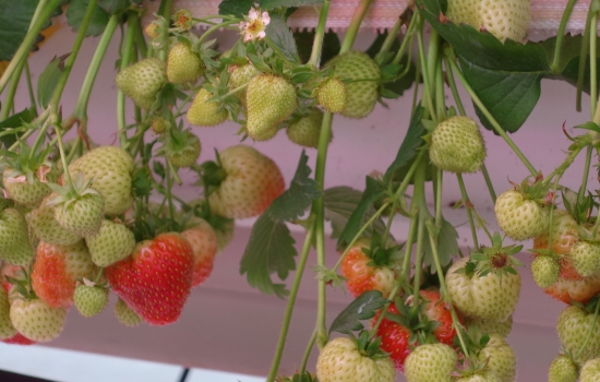 Strawberries growing in a greenhouse Strawberries growing in a greenhouse