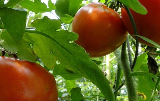 Red tomatoes on a green vine Red tomatoes on a green vine