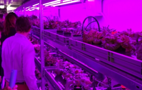 People looking at an example of vertical farming People looking at an example of vertical farming