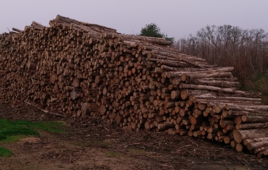 Stack of wooden logs with grey sky Stack of wooden logs with grey sky