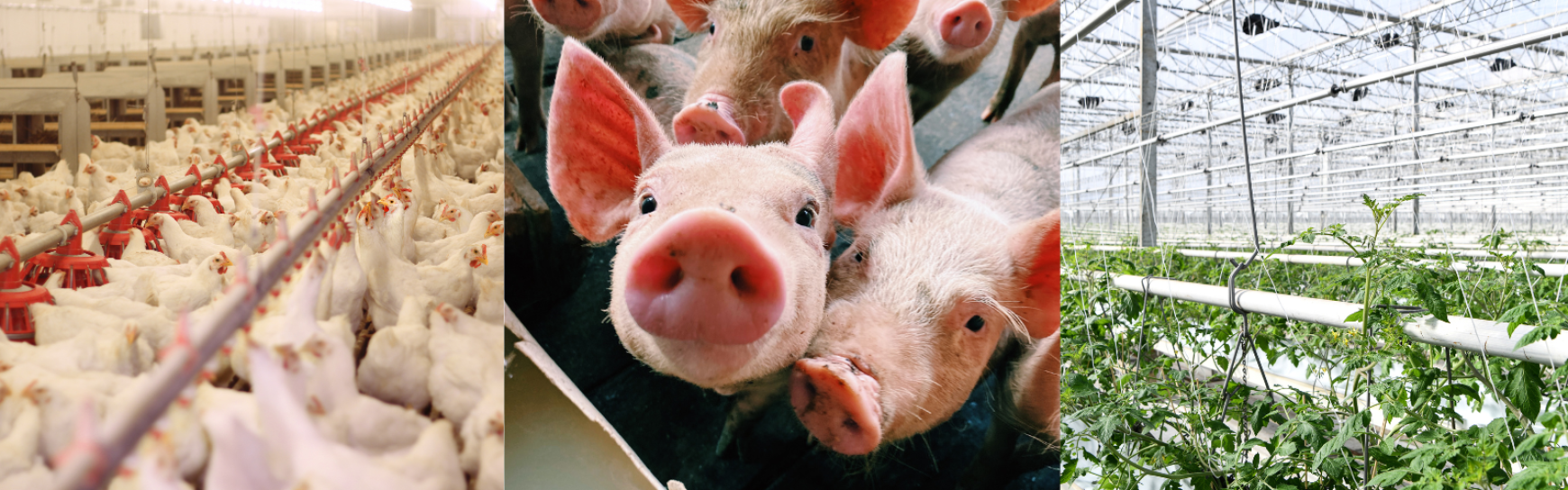 Poultry, Pigs, Horticulture