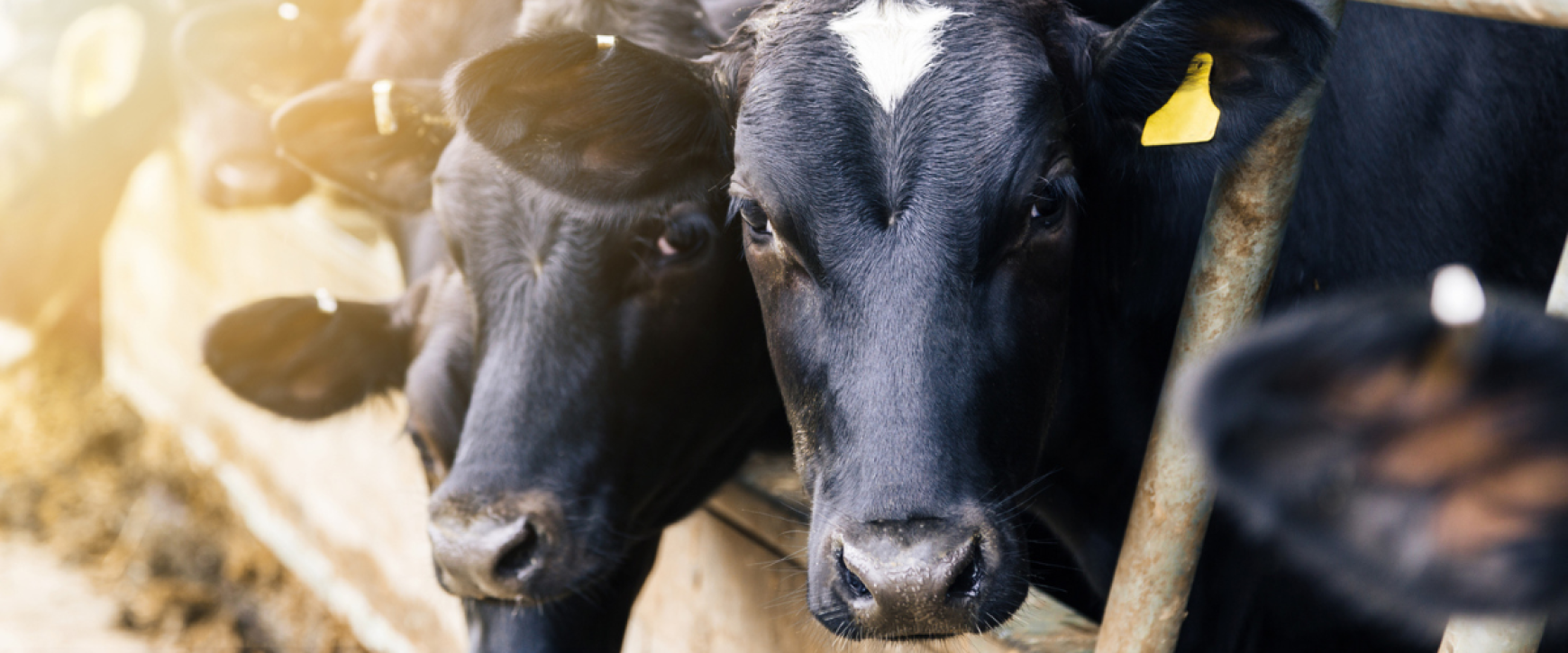 Calf Housing for Health and Welfare Grant