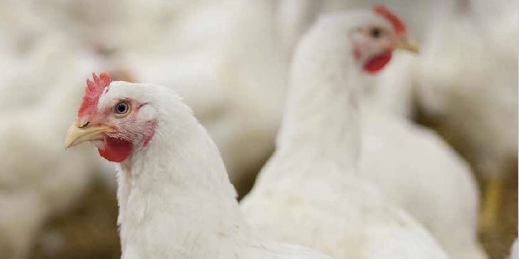 Two white chickens