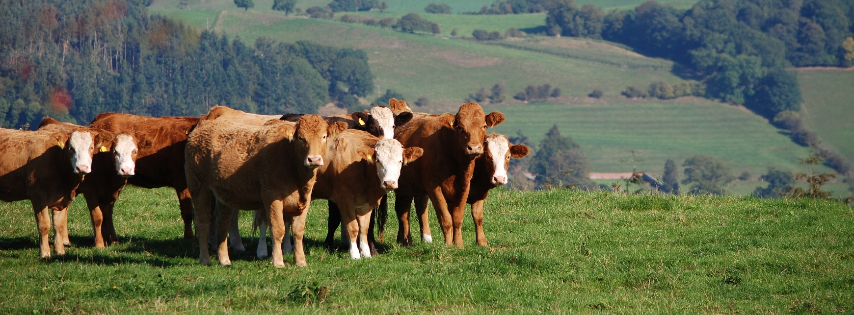 A herd of cows stood in a field in the English countryside. 