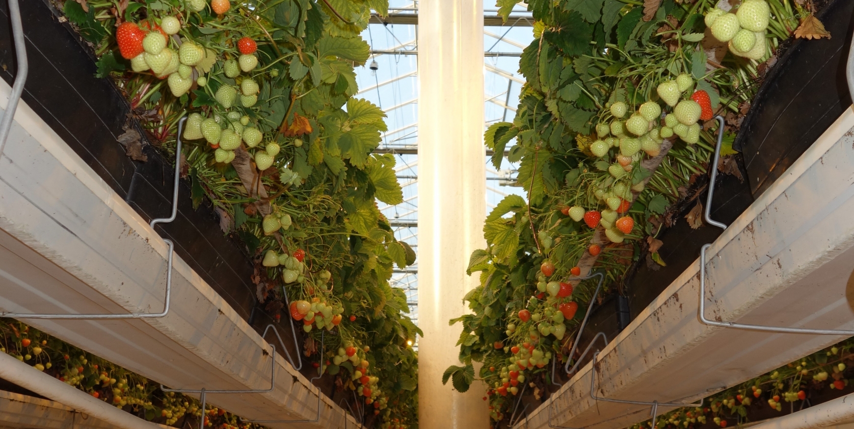 Strawberries growing in a greenhouse with a vertical fan