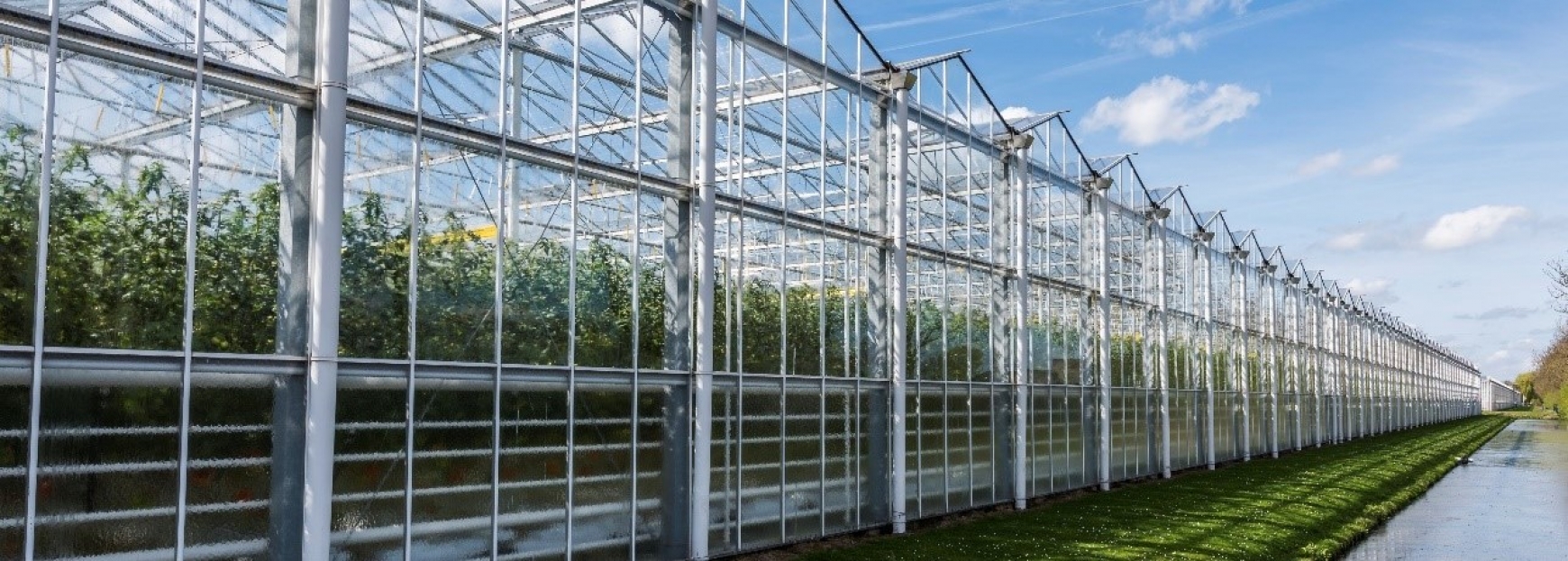 The outside of a large greenhouse growing tomatoes with blue sky behind