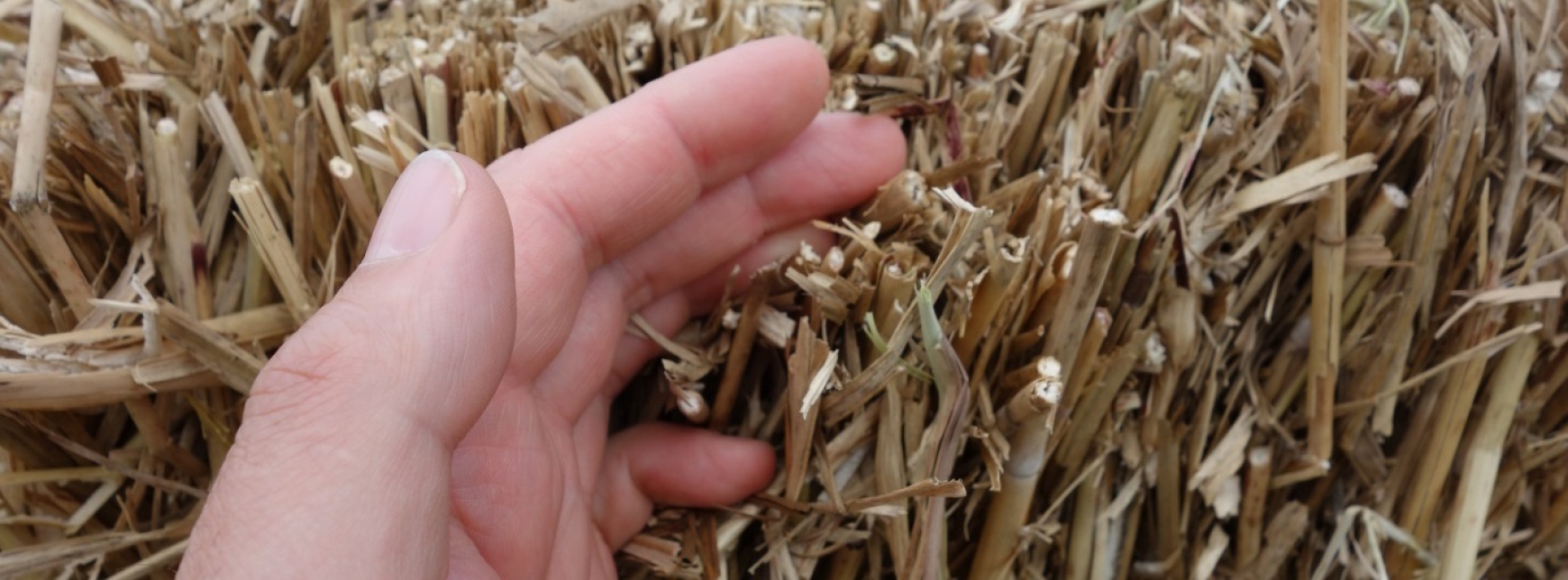 Straw bale with a hand holding some bits of straw