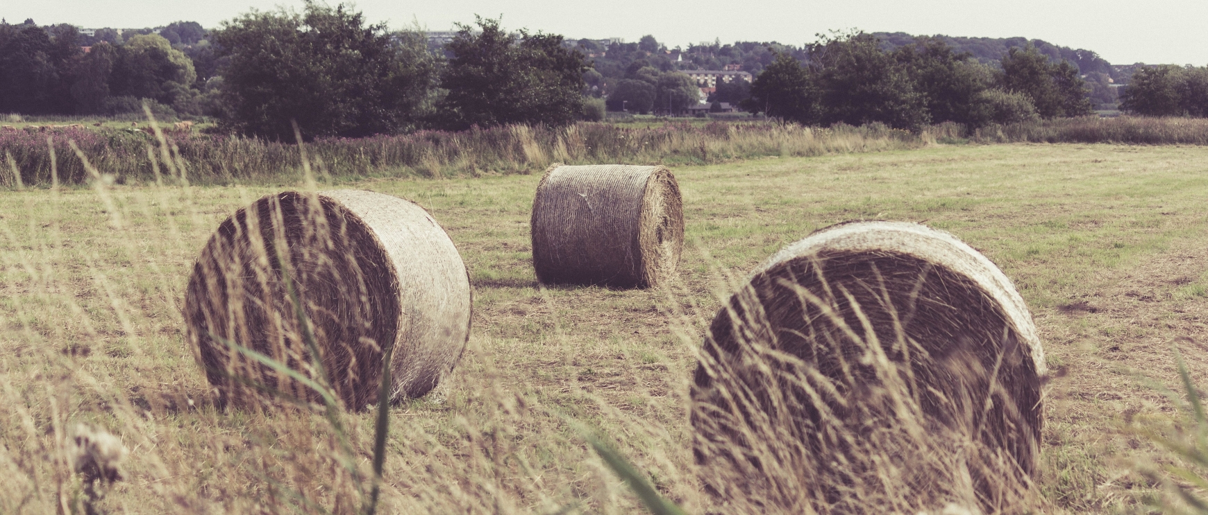 Round hay bales in a field