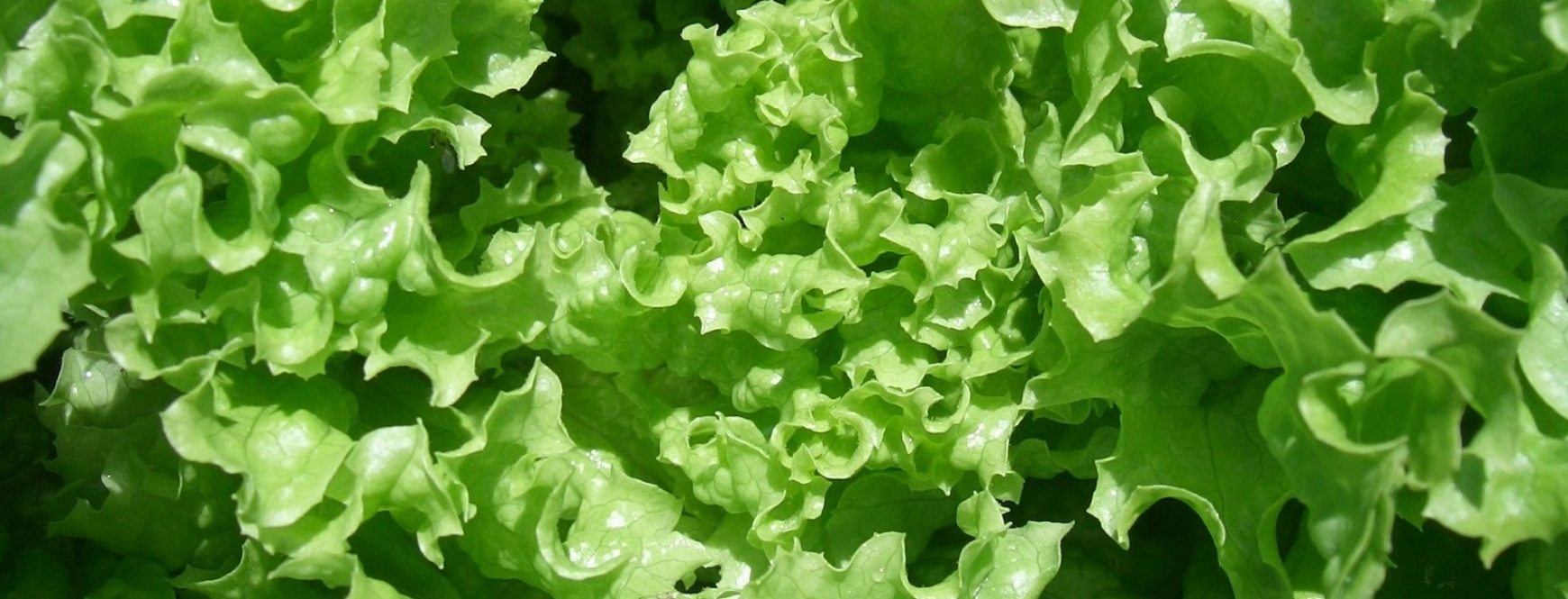 A close up of lettuce leaves