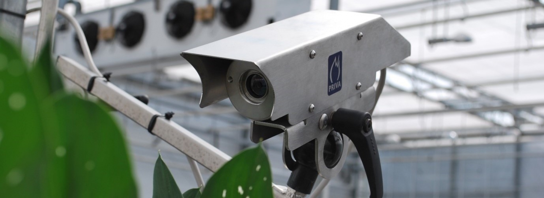 Camera in a greenhouse with green leaves