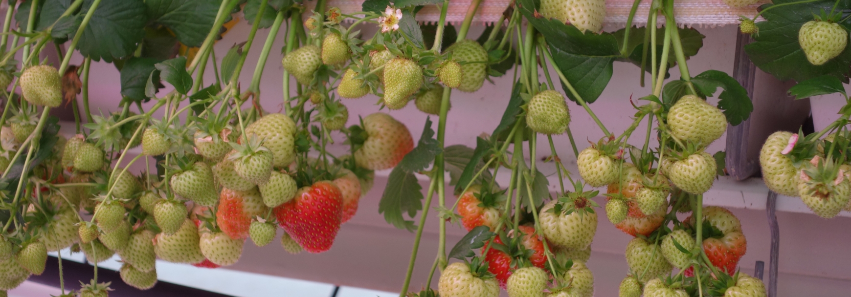 Strawberries growing in a greenhouse