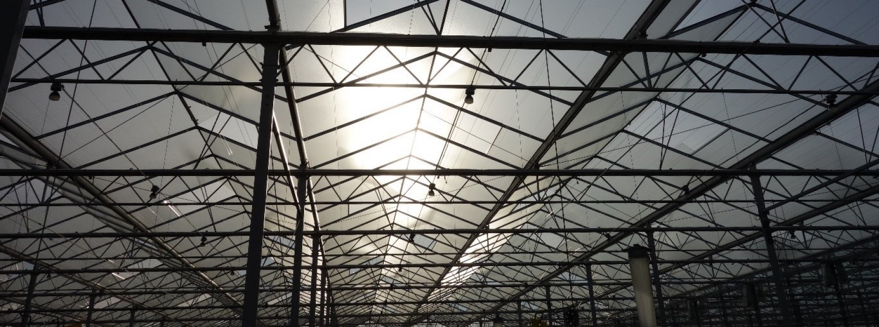 Sunlight through the roof of a glasshouse blog