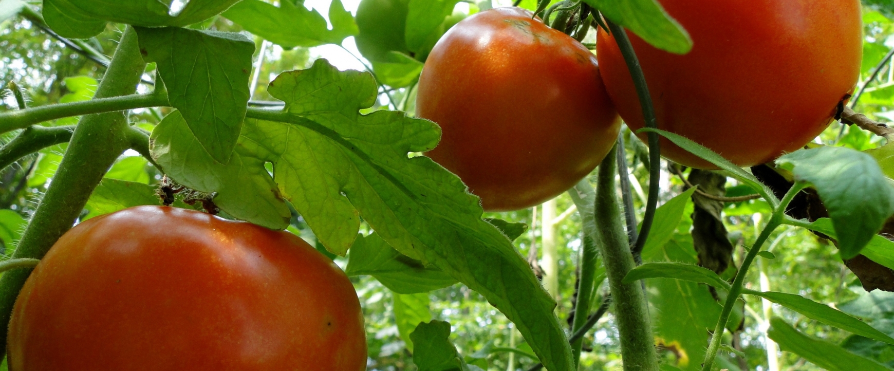 Red tomatoes on a green vine