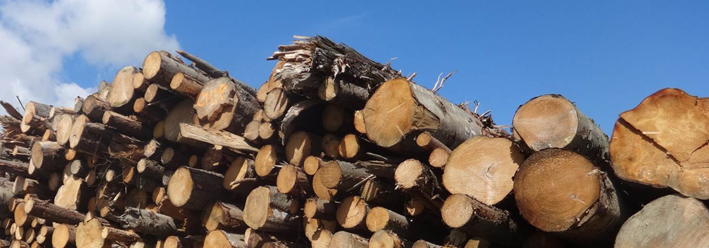 Large stack of felled trees representing  NFU Energy's sustainable fuel reporting service